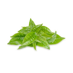 Obraz premium Green tea leaves isolated on transparent background (.PNG)