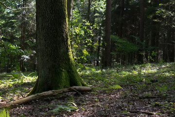 forest from the inside, trees and trunks