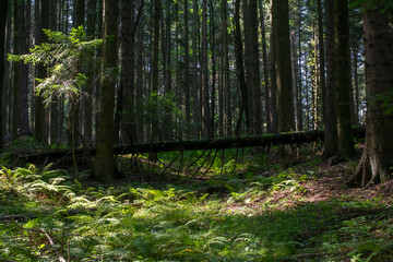 forest from the inside, trees and trunks