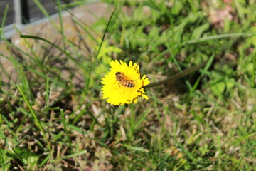 Bee sitting on a dandelion