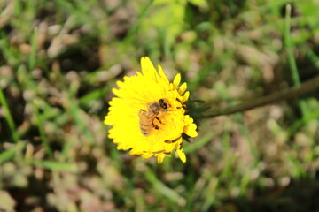 Bee sitting on a dandelion