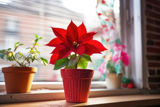 poinsettia in a red pot placed on a windowsill