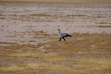 Secretarybird on African savanna at Amboseli National Park in Kenya