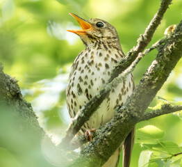 Zwitschernde Singdrossel im Baum