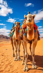 desert and sand ship brown camel in the Sahara safari wild animals