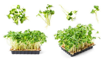 potted and loose / cut green fresh radish cress isolated over a transparent background, cut-out...
