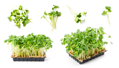 potted and loose / cut green fresh radish cress isolated over a transparent background, cut-out isolated herbs, cooking, food or gardening design element, different positions / angles, PNG