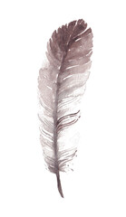 feather watercolor paint isolated