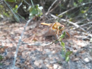 Dragonfly sitting on the branches of the plants and trees