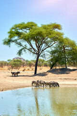 zebras in the african savanna
