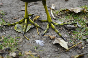 Feet of  common moorhen (Gallinula chloropus), also known as the waterhen or swamp chicken, is a bird species in the rail family (Rallidae).