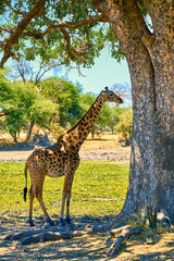 wild african savanna with animals