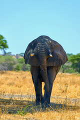 Naklejka premium elephants in the african savanna