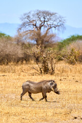 wild african savanna with animals
