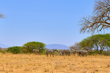 wild african savanna with animals