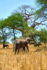 elephants in the african savanna