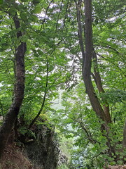 A natural picture of a summer forest that grows on almost vertical rocks and forms a deep beam.