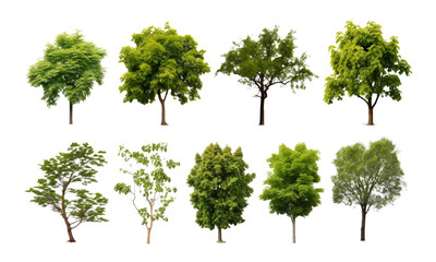 A set of realistic tree images on a transparent background.