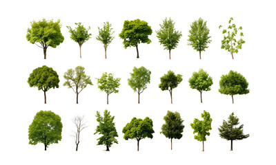 A set of realistic tree images on a transparent background. - obrazy, fototapety, plakaty