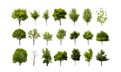 Foto op Plexiglas A set of realistic tree images on a transparent background. © linen
