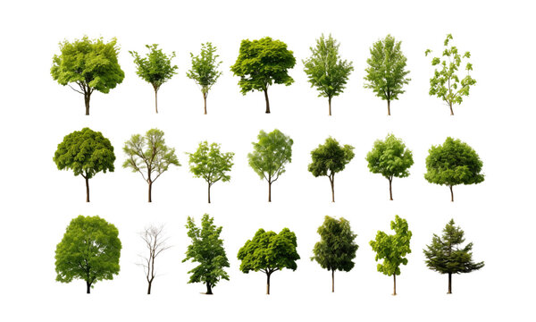 A set of realistic tree images on a transparent background.