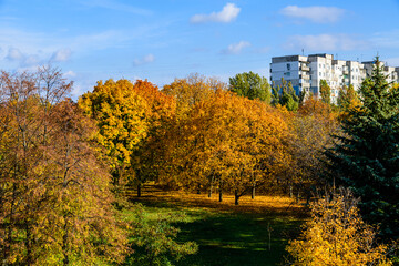 Yellow trees at the city park on autumn