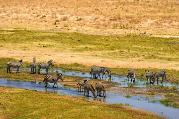 wild african savanna with animals