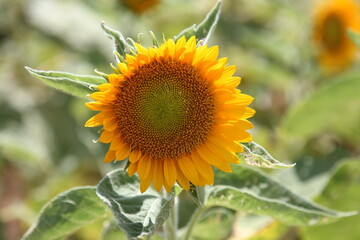 close-up view of a sunflower with blurred background
