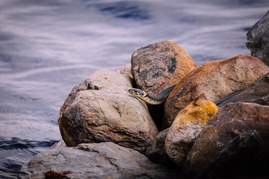 Grass-snake lies on stones near the water.