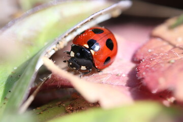 Close up of a Ladybug in early spring