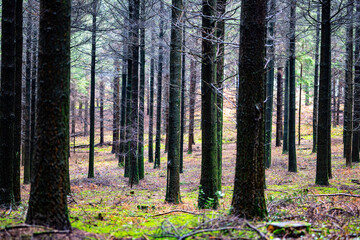 forest in autumn