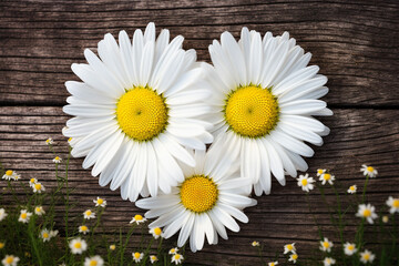 Obraz premium heart shaped daisies