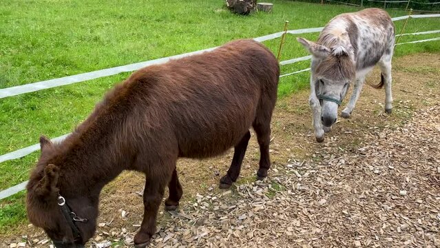 Video of two donkeys behind a fence