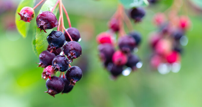 Ripe Irga berry in nature