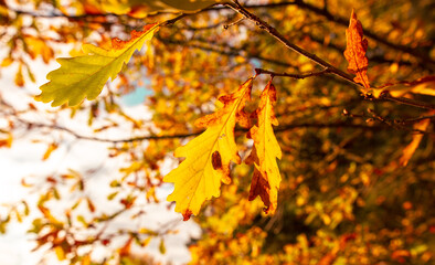 Golden leaves on an oak tree in autumn