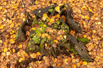 Tree stump covered with moss in the autumn forest