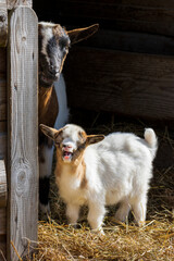 Naklejka na ściany i meble baby goat with parent on a farm