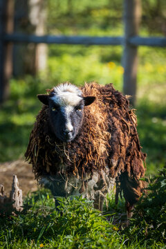 soay sheep on a farm