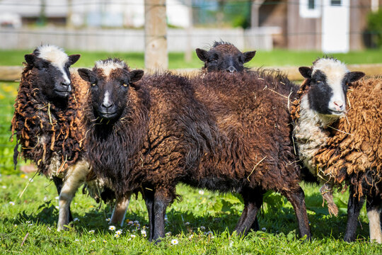 heard of soay sheep on a farm