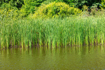 Green reeds by the pond in summer. Nature - obrazy, fototapety, plakaty