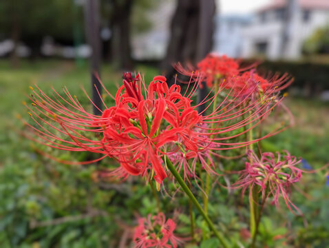 満開の彼岸花