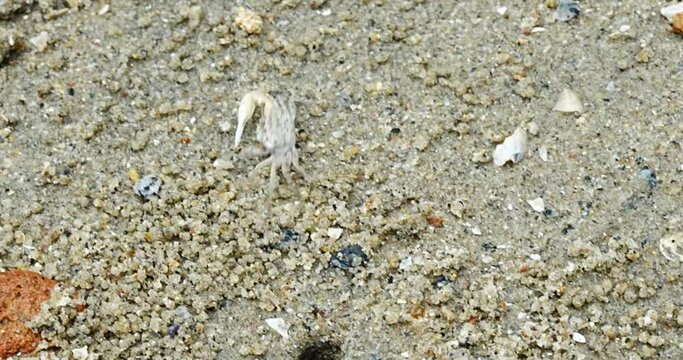 Uca lactea|Fiddler crab|清白招潮蟹|白扇潮招蟹