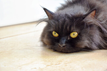 Black Persian cat lying on the floor at home. Deep thought cat face. Happy pet relaxing in a house.
