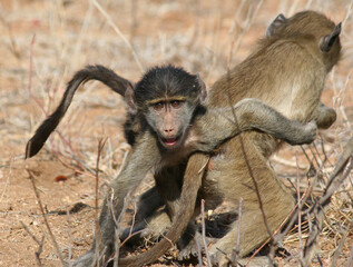 Chacma Baby Baboons Wrestling in the Kruger National Park