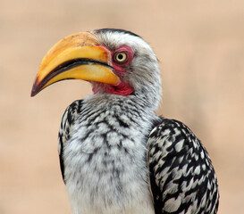 Southern Yellow-billed Hornbill on ground in Kruger National Park