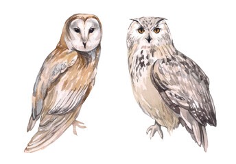 Set of watercolor owls. Mystical predatory forest animal. Illustration for the design of children's things and children's room, magic and sorcery. forest and nature. Snowy Owl and Barn Owl.