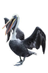 real pelican posing for the picture isolated on transparent background with copy space 