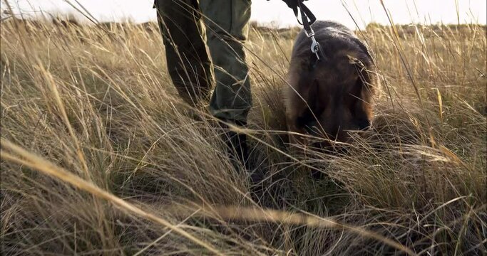 Soldier walk with service shepherd dog picking up enemy trail, special military forces patrol border zone. Boundary security control facility and training mission