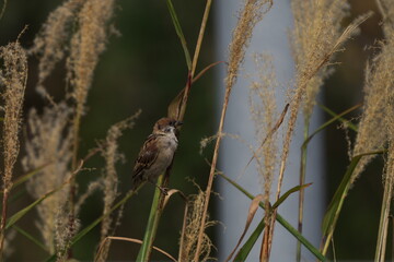 薄に止まった雀