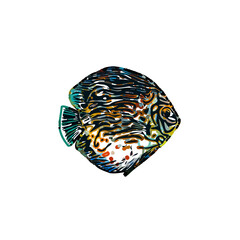 Color sketch of ornamental fish with a transparent background to learn coloring and logo elements